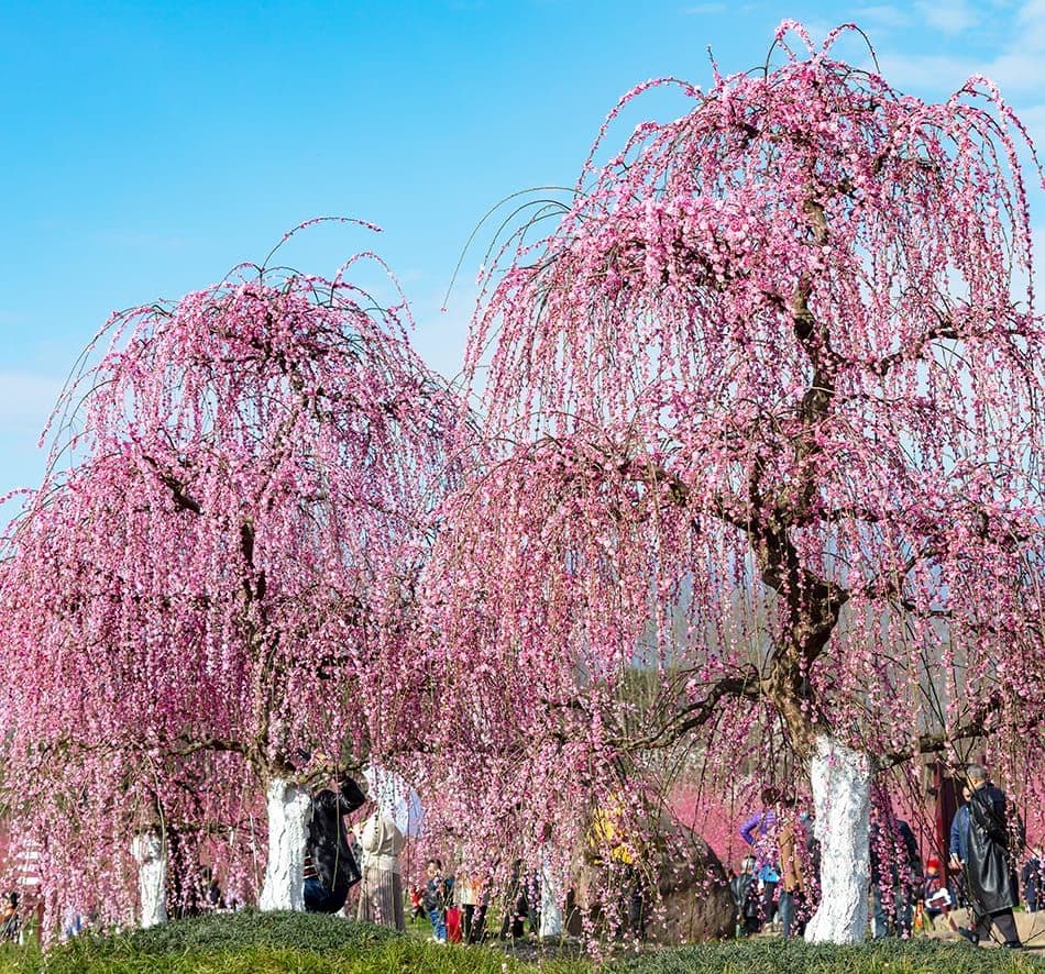 问花村景区花海梯田