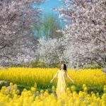 樱花谷